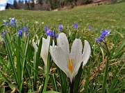 36 Crocus vernus (Crocus) e Scilla bifolia (Scilla silvestre) ai prati della Pigolotta di Valtorta 